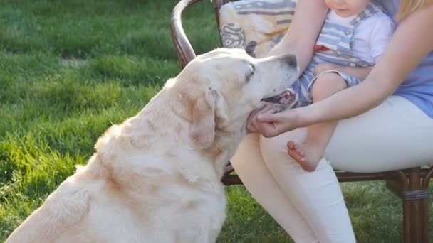 Mãe e seu filho no parque com um cão golden retriever — Vídeo de Stock