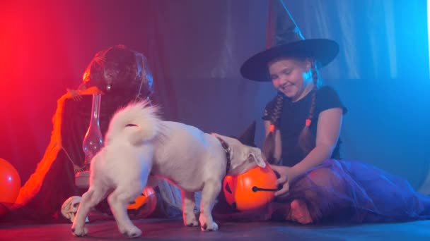 Halloween celebration concept. Little girl feeding a funny dog from halloween pumpkin — Stock Video