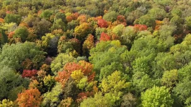 Vista aérea da floresta de outono. Amarelo, verde e vermelho árvores — Vídeo de Stock