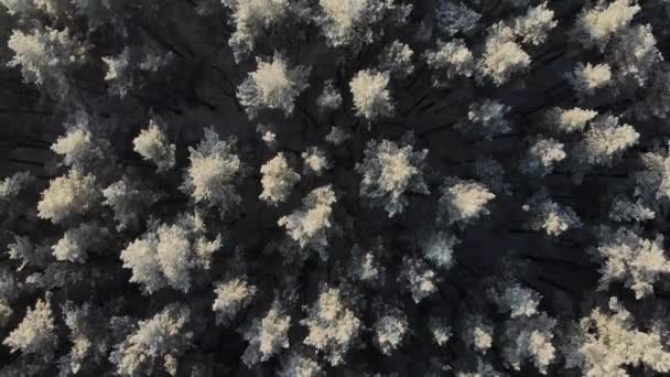 Zimowa koncepcja natury. Widok z lotu ptaka — Wideo stockowe