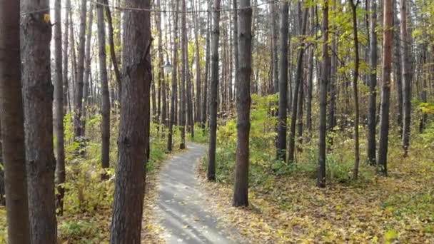 Vacker stig i höstens skog eller stadspark. Smidig rörelse — Stockvideo