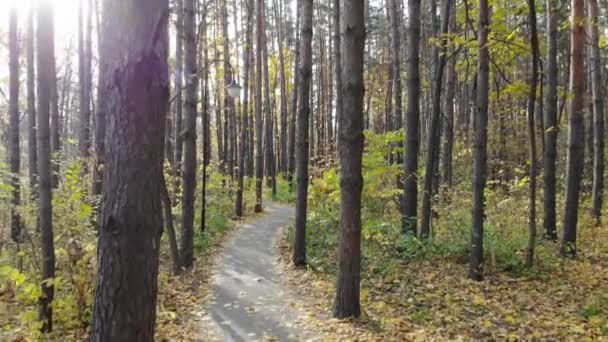 Bela trilha na floresta de outono ou parque urbano. Movimento suave — Vídeo de Stock