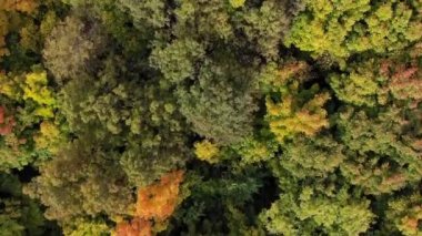 Sonbahar ormanının havadan görünüşü. Sarı, yeşil ve kırmızı ağaçlar