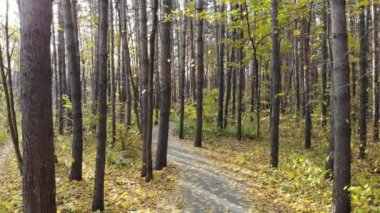 Sonbahar ormanlarında ya da şehir parkında güzel bir patika. Yumuşak hareket
