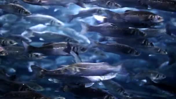 Okyanusta balık — Stok video