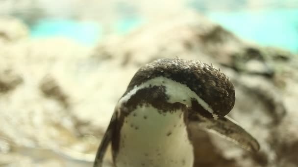 Пингвин в зоопарке — стоковое видео