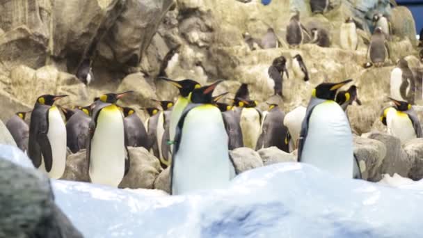 Der Pinguin im Zoo — Stockvideo