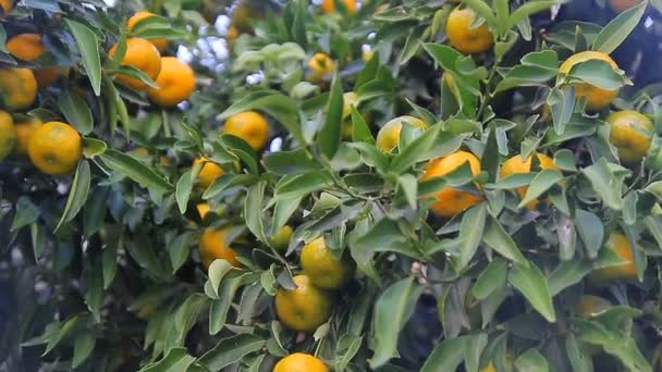 Orange tree — Stock Video