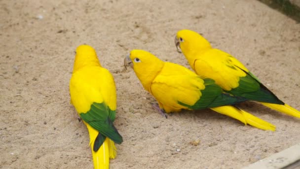 Hermoso loro colorido — Vídeo de stock