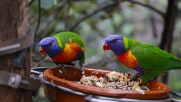 Hermoso loro colorido — Vídeo de stock