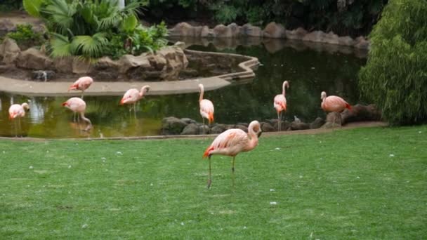 Pink flamingos — Stock Video