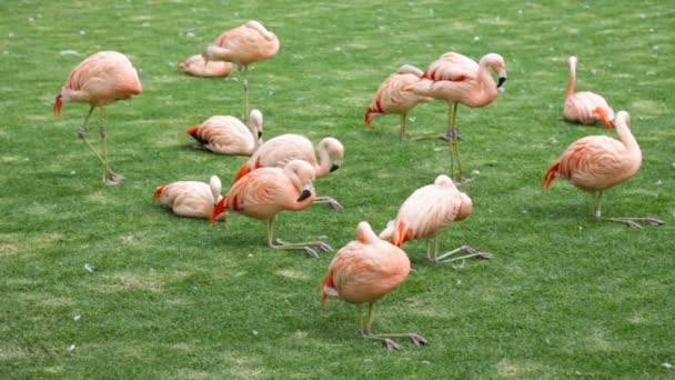 Pink flamingos — Stock Video