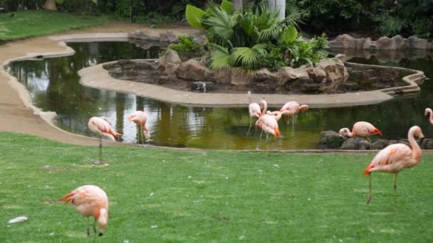 Rosa flamingos — Stockvideo