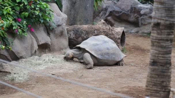 Гигантская Галапагосская черепаха — стоковое видео