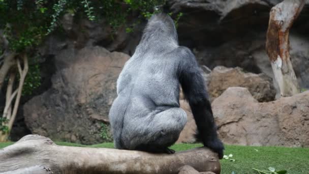 Isolerade Gorilla — Stockvideo