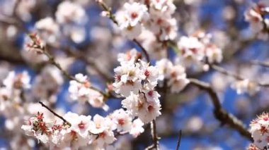 Badem bahar dallarında