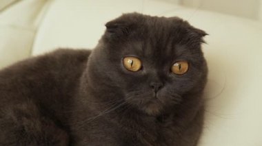 Bir İskoç fold kedi portresi