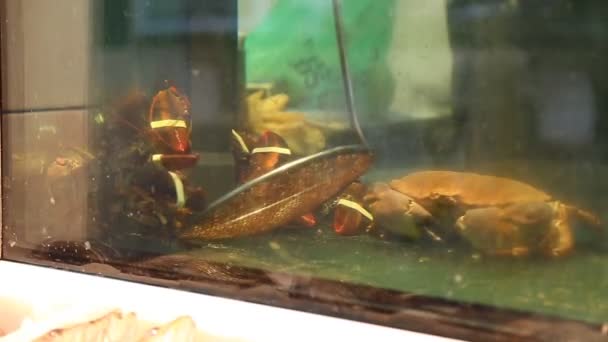 El hombre captura cangrejos de río — Vídeo de stock