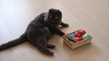 Paskalya yumurtaları ile oynayan İngiliz kedi
