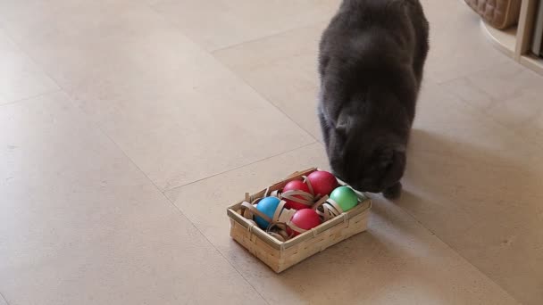 British cat playing with easter eggs — Stock Video