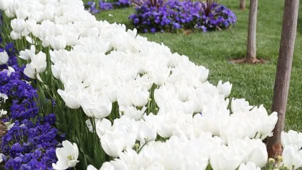 Růžové, žluté, červené tulipány v zahradě ve městě Istanbul — Stock video