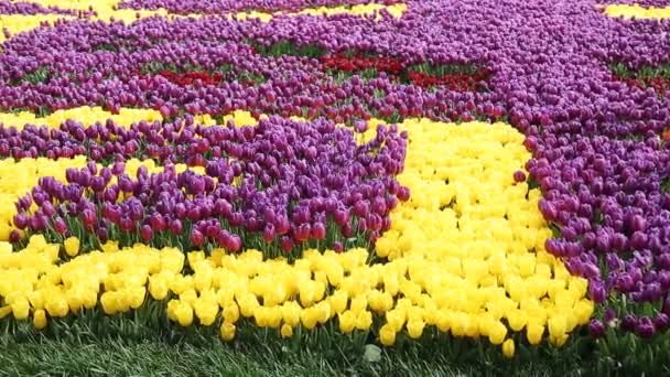 Rosa, amarelo, tulipas vermelhas nos jardins da cidade Istambul — Vídeo de Stock