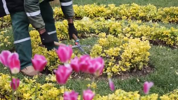 Hände werden Buschschschere geschnitten — Stockvideo