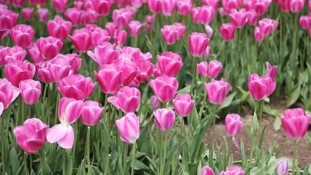 Tulipanes rosados, amarillos y rojos en los jardines de la ciudad Estambul — Vídeos de Stock
