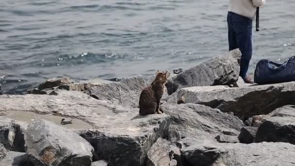 Μια παλιά αλιείς στην Κωνσταντινούπολη με γάτα περιμένει για μια γρήγορη και δωρεάν γεύμα — Αρχείο Βίντεο