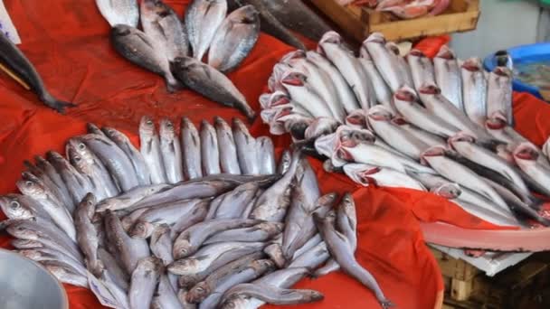 Fishmonger sells the fresh fish at the fish market in Turkey — Stock Video