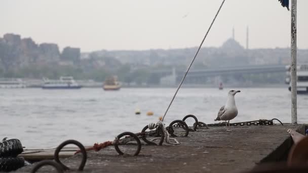 Sea gull en landschap Gouden Hoorn in istanbul. Turkije — Stockvideo