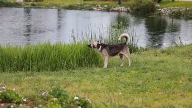 Başıboş köpekler iskambil