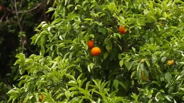 Primer plano de naranjos en el jardín, enfoque selectivo — Vídeo de stock