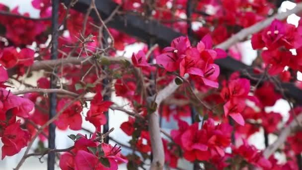 Páva virágok poinciana fa Törökország — Stock videók