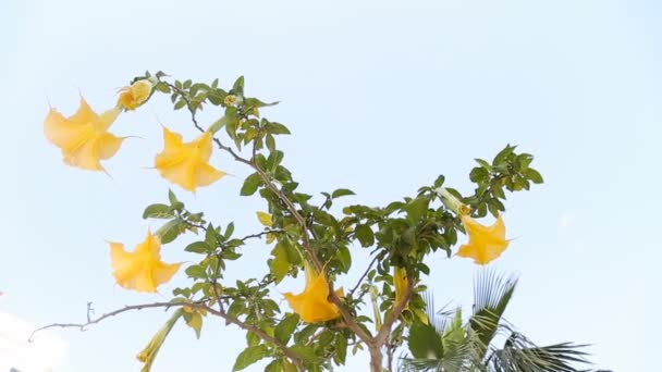 Beautiful yellow angels trumpet flower also known as Brugmansia. — Stock Video