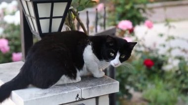 bakan güzel küçük kedi
