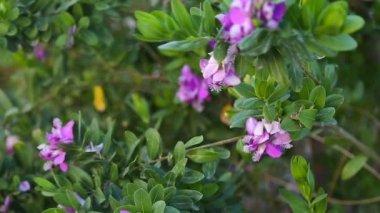 Küçük mor çiçekler