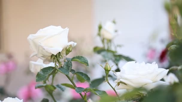 Arbusto de rosa — Vídeos de Stock