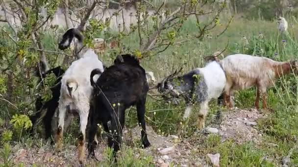 Pâturage des chèvres sur le terrain 