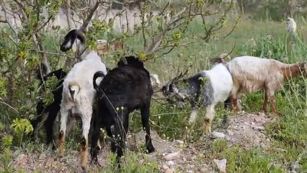 Caprinos pastando no campo — Vídeo de Stock