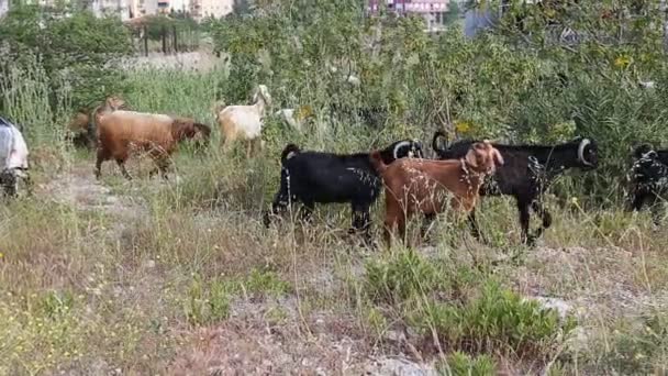 Pâturage des chèvres sur le terrain 
