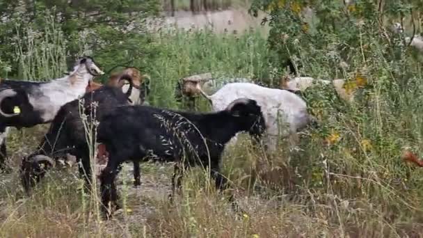 Cabras pastando en el campo — Vídeos de Stock