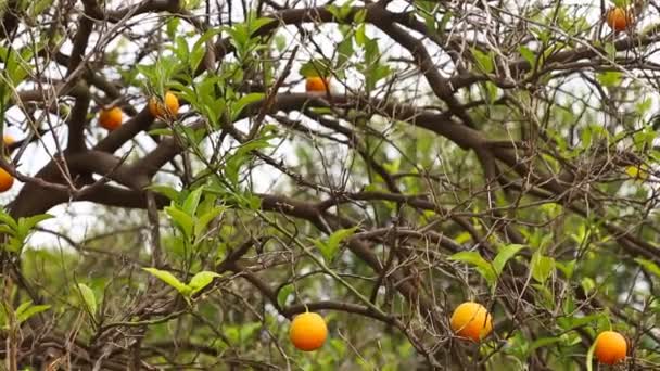 Nahaufnahme von Orangenbäumen im Garten, selektiver Fokus — Stockvideo