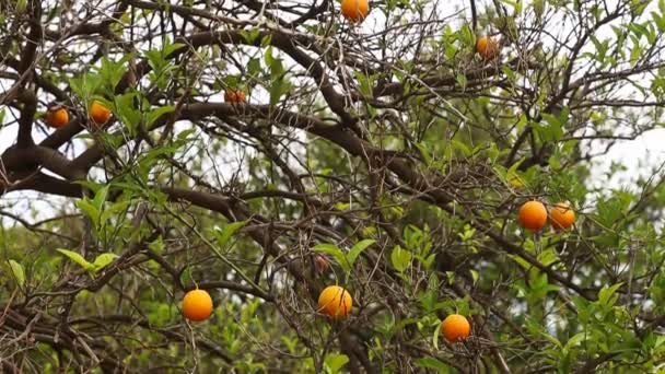 Close up de laranjeiras no jardim, foco seletivo — Vídeo de Stock
