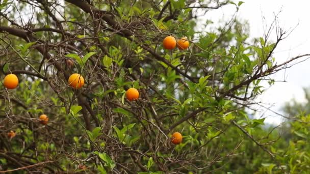 Bahçedeki portakal ağaçlarını kapat, seçici odaklanma — Stok video