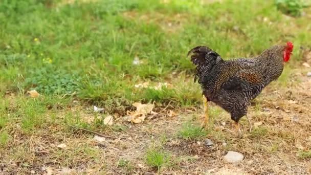 Galo em pé no galinheiro — Vídeo de Stock