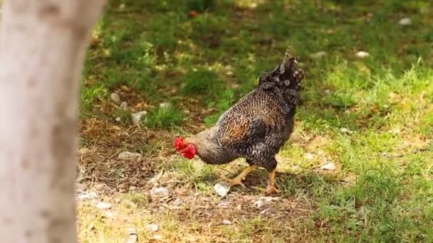 Rooster standing on the henyard — Stock Video