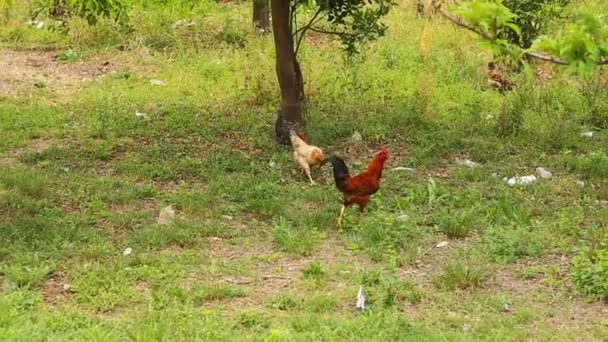 公鸡站在 henyard — 图库视频影像