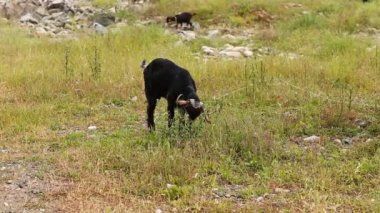 keçi otlatma alanı