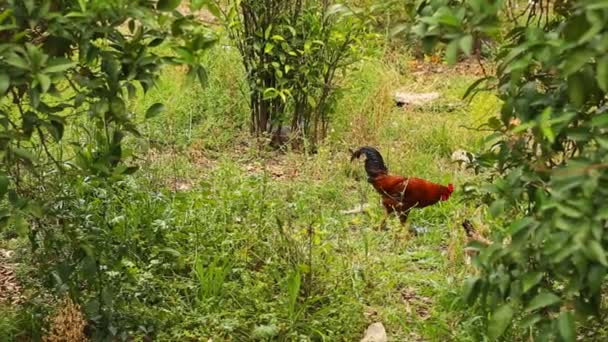 Κι-κιρίκου στέκεται πάνω από το henyard — Αρχείο Βίντεο